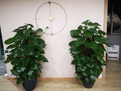 -酉嘉瑜伽YO+YOGA