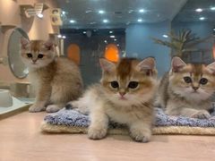 -BABIT巴比特宠物(MOMOPARK店)