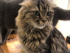 -猫亿天猫咖
