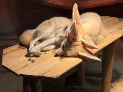 -Zoolung Zoolung动物主题公园(海信广场店)