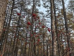 -塞罕坝国家级自然保护区