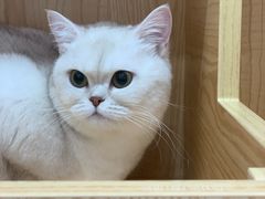 -爱洗澡的猫(天河路店)