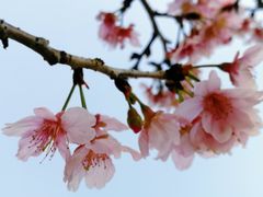 -王借岗森林公园