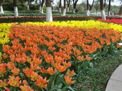 郁金香“橙色皇帝”-上海鲜花港