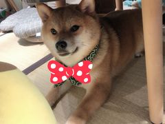 -逗柴咖啡屋·狗咖猫咖宠物桌游