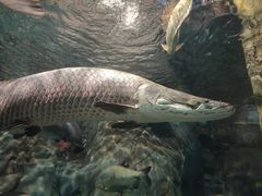 -上海海洋水族馆