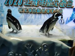 -海合安武汉极地海洋公园