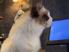 -猫猫幼稚园·撸猫·桌游·电玩