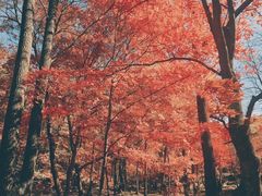 -吉林拉法山
