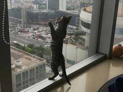 -喵店&猫咖