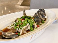 鲜活珍珠龙趸-唐宫·粤菜海鲜(万象城店)