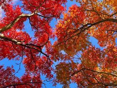 -叠溪松坪沟景区