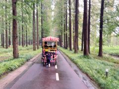 -黄海国家森林公园