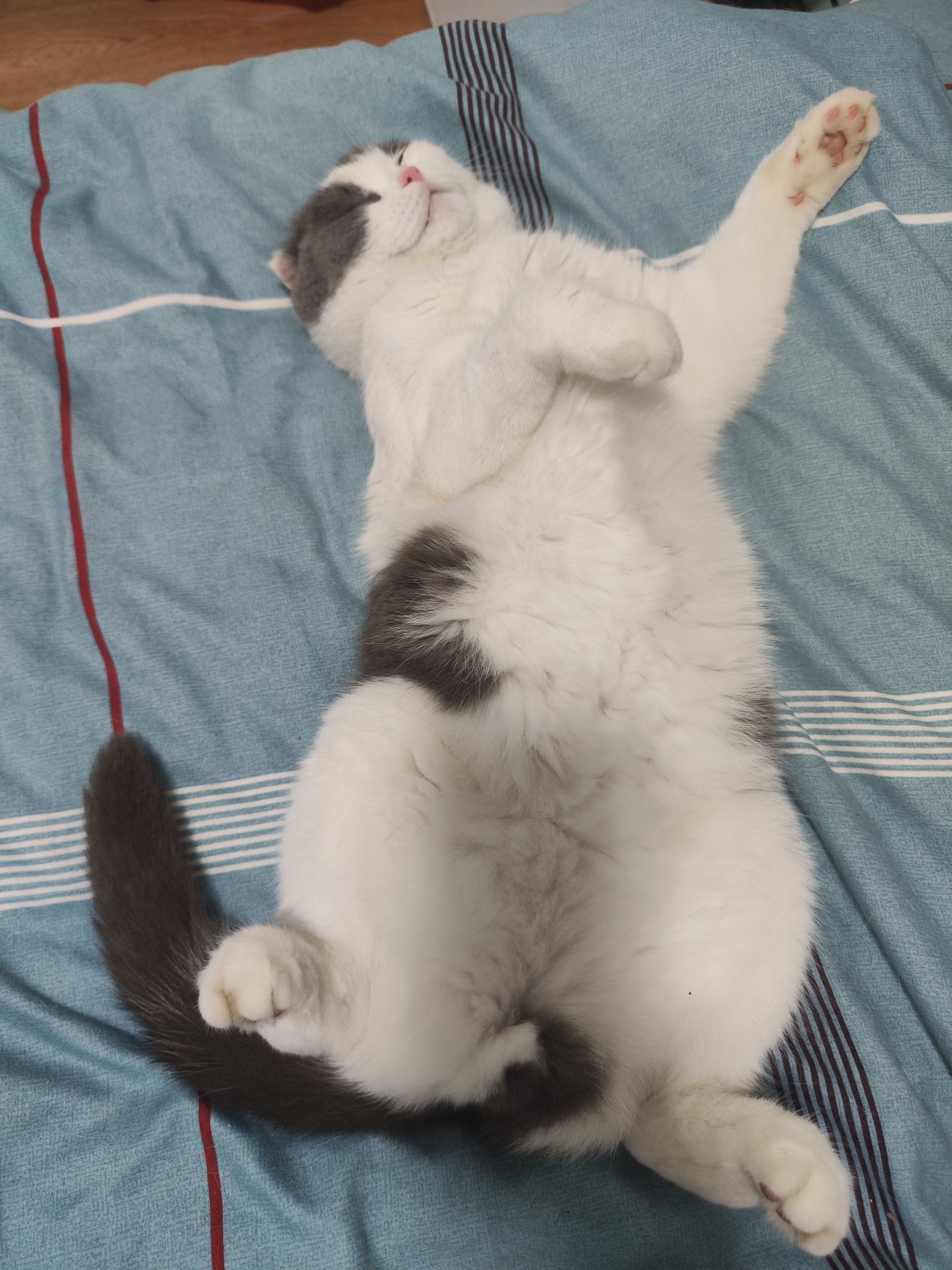 这猫动作好销魂