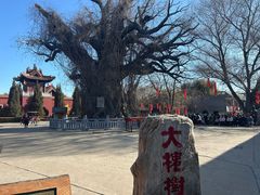-大槐树寻根祭祖园