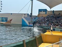 -秦皇岛乐岛海洋王国