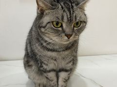 -鼓捣猫呢主题猫咖店