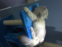 喵的天空-喵的天空名猫咖啡馆·撸猫·猫舍·用品