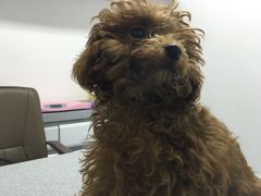 -达爱动物医院·犬猫分区·CT·复杂眼科(远洋山水分院)