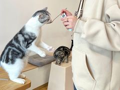 -有喵·猫咖·狗咖·30几只猫10只小狗(岗厦店)