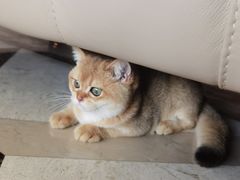 -lincat·猫舍(广州店)