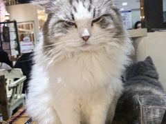 -猫小院猫主题餐厅(南锣旗舰店)