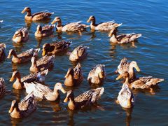 -野鸭湖国家湿地公园