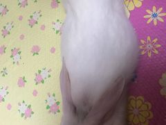-伟伟宠物医院·CT影像中心·瑞派犬猫综合性门诊(汉口总院)