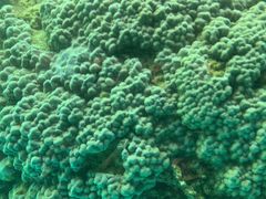 -东姑阿都拉曼海洋公园