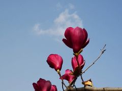 -陈家山荷花公园