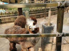 -石家庄市动物园