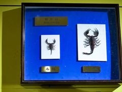 -上海昆虫博物馆