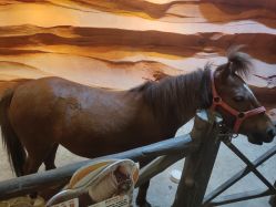 -酷嗒动物文化乐园(cutezoo西溪乐天城店)