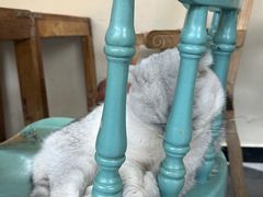 -猫小院猫主题餐厅(南锣旗舰店)