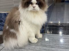 -瑞派名望志远动物医院·猫科·內科·异宠专科(直港大道店)