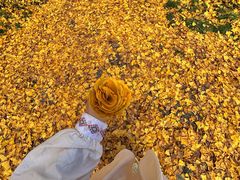 -洛阳白云山景区