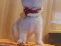 -欣宠猫屋·矮脚拿破仑·蓝金金渐层