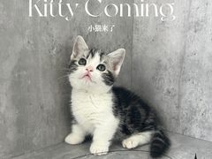 -小猫来了·猫舍(红山六九七九店)