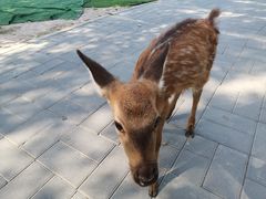 -北京鹿世界主题园