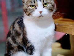 -more than meow吴止猫主题餐厅(承德 中船汇店)