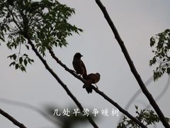 -华侨城湿地公园