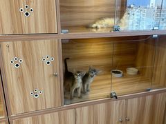 -猫十亿·布偶金渐层·曼基康矮脚猫舍(青年路店)