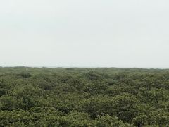 -北海金海湾红树林生态旅游区