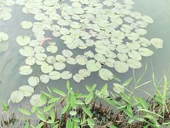 -苏州太湖湖滨国家湿地公园