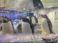 -大连圣亚海洋世界