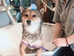 -PETKIT小佩宠物(古北店)