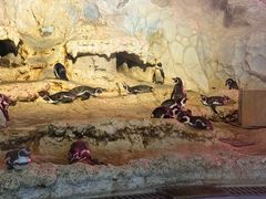 -帝企鹅自助餐厅•儿童岛•真企鹅(长隆企鹅酒店)