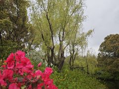 -上海滨江森林公园