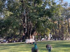 -西昌邛海宾馆