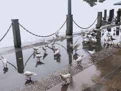 -西湖外事游船(湖滨二公园外事游船码头)